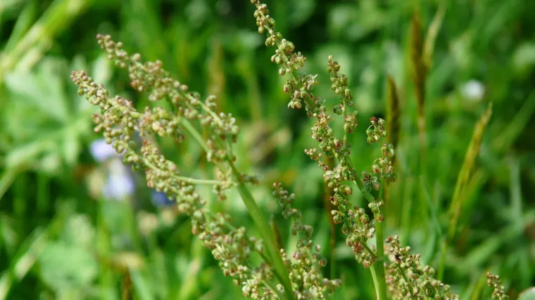 Štavelj biljka: ukrasno i ljekovito bilje
