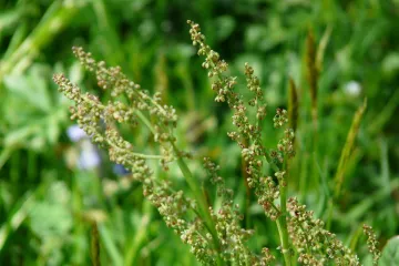 Štavelj biljka: ukrasno i ljekovito bilje