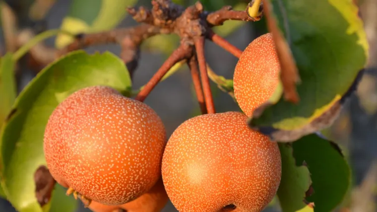 Naši voće - sočno voće zanimljiva okusa