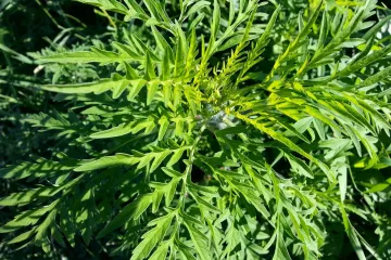 Korovske biljke - najpoznatiji korovi i kako ih se riješiti