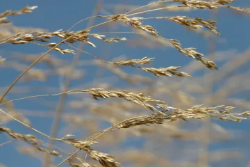 Livadarka biljka - biljka europskih livada