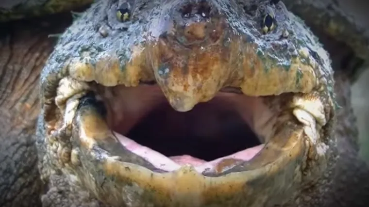 'Uzeo je malenog psića i njime nahranio kornjaču pred učenicima, bolesno!'