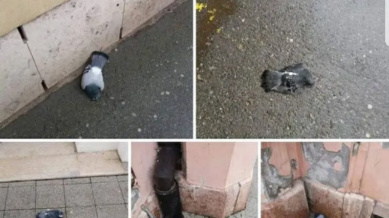 Zastra&scaron;ujuće snimke iz Osijeka: na glavnom trgu uginulo 50 golubova, sumnja se na trovanje