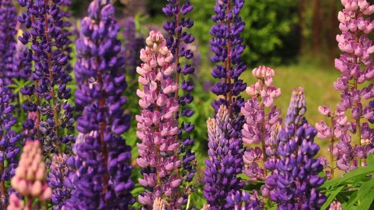 Vučika: uzgoj, sadnja i održavanje ukrasnog cvijeta vučike