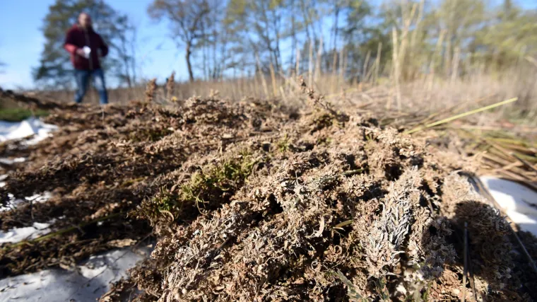 Može li marihuana spasiti hrvatsku poljoprivredu? Otkrivamo kakvu priliku za zaradu ovdje propu&scaron;tamo