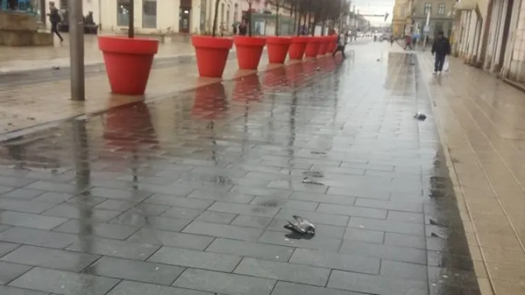 Posvuda po gradu leže mrtvi golubovi, druge ih životinje razvlače i jedu