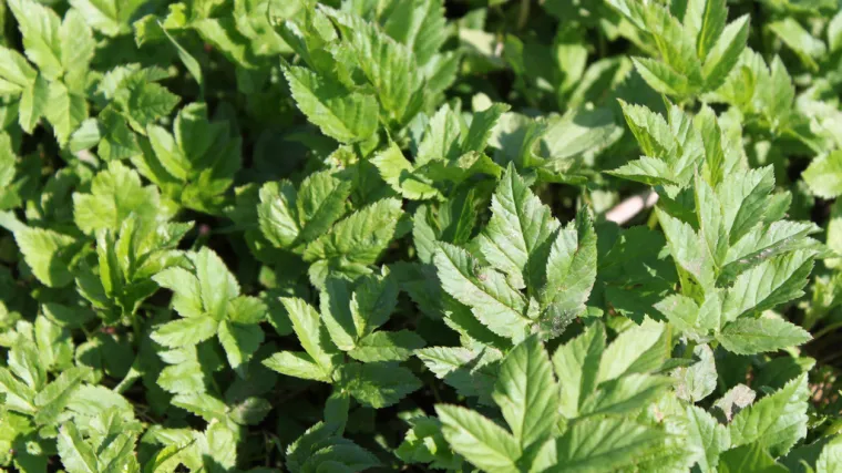 Biljka sedmolist: ljekovito bilje koje može izrasti u vašem vrtu