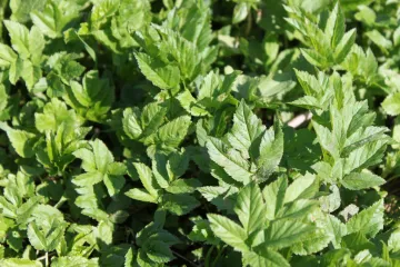 Biljka sedmolist: ljekovito bilje koje može izrasti u vašem vrtu