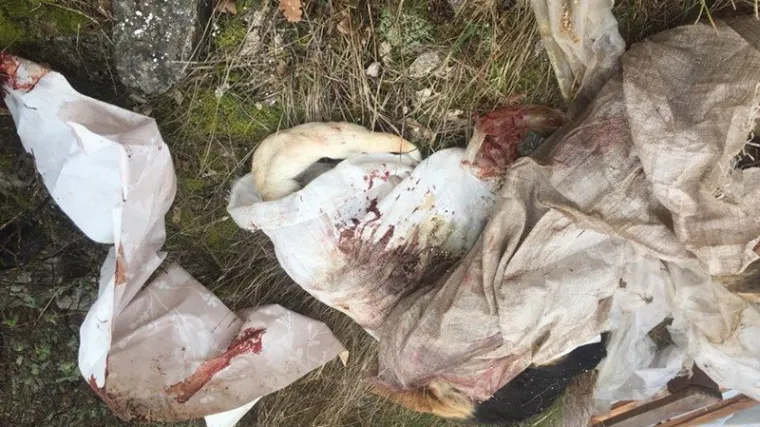 Stravični prizori nadomak Dubrovnika: poubijali sve pse lutalice, a zatim ih bacili na odlagali&scaron;te otpada