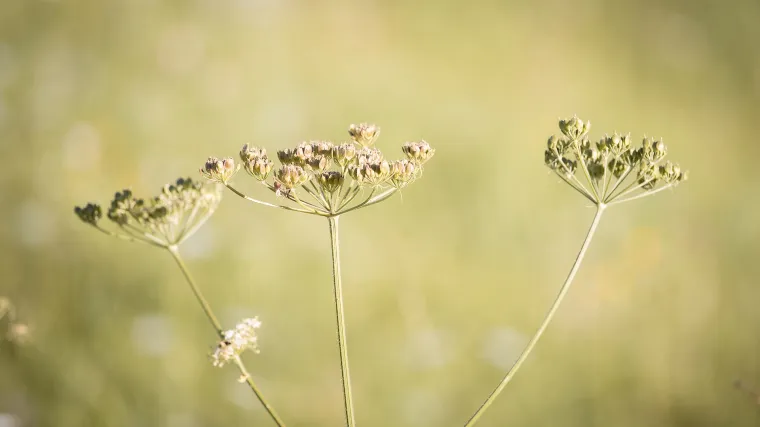 Medvjeđa &scaron;apa: ljekovito bilje koje liječi impotenciju