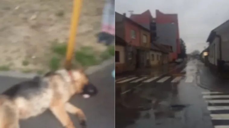 Pas istrčao na cestu, vozač nakon udara pobjegao: Osječane podijelila odluka tko snosi krivnju, vozač ili vlasnik