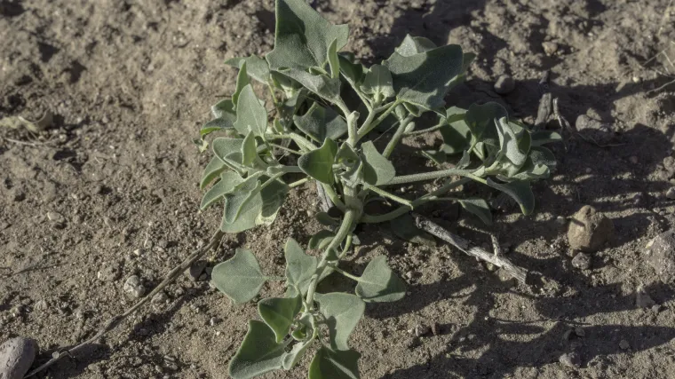 Korovi u vrtu: najčešće vrste korova u vrtu