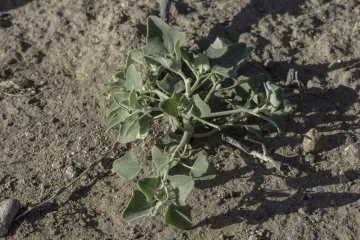 Korovi u vrtu: najčešće vrste korova u vrtu