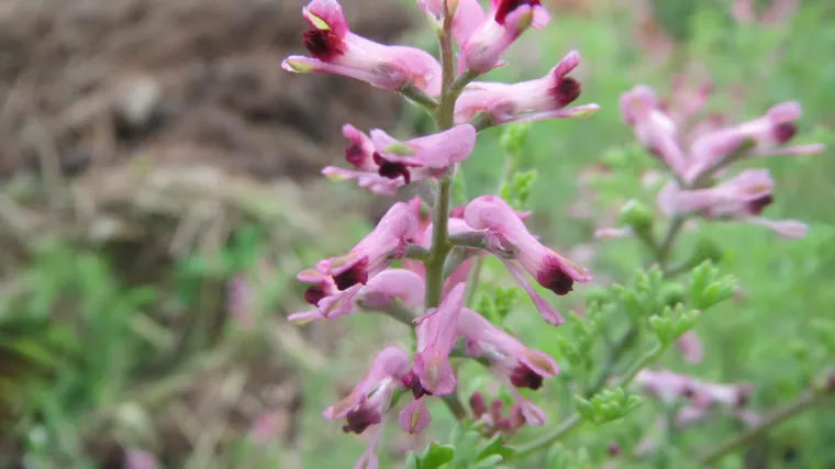 Dimnjača biljka: sva ljekovita svojstva biljke dimnjače