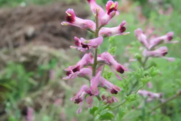 Dimnjača biljka: sva ljekovita svojstva biljke dimnjače