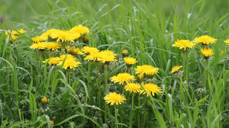Biljka kostriš: samoniklo bilje s jestivim listovima