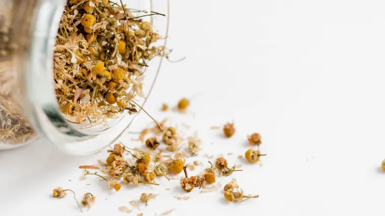 Sušenje kamilice: savjeti za pripremu čaja od kamilice
