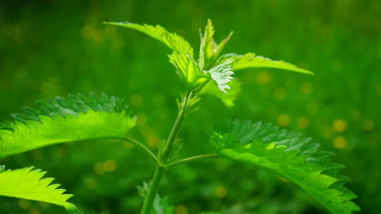 Sušenje koprive: savjeti za pripremanje ljekovite koprive