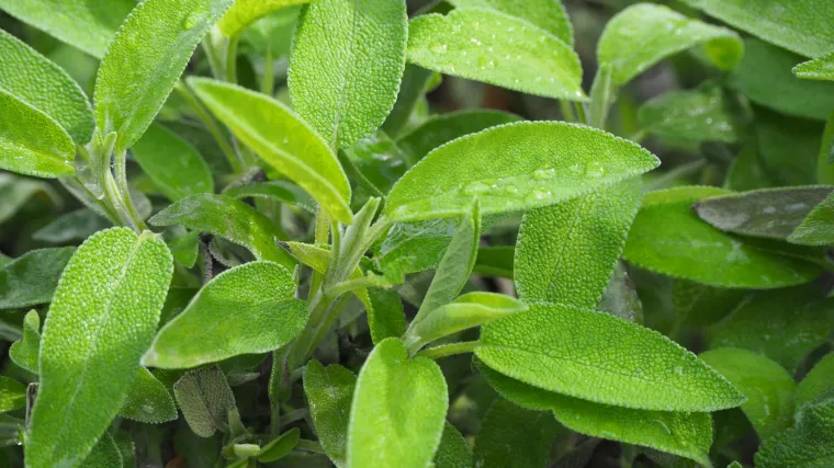 Kada se bere kadulja: savjeti za pravilnu berbu kadulje