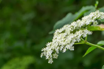 Sušenje cvjetova bazge - najljekovitijeg bilja naših krajeva
