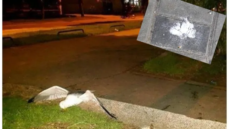 'Životinje u na&scaron;em gradu ubijaju nervnim otrovom! Ugrožena su i mala djeca'