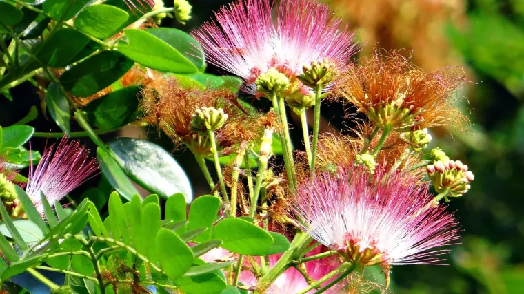Albicija ili kineska mimoza: uzgoj, sadnja i održavanje