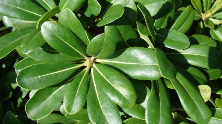 Pitospora uzgoj: zimzeleni grm koji će uljepšati vaš vrt