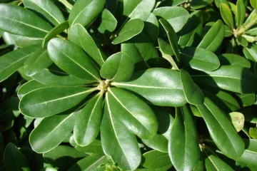 Pitospora uzgoj: zimzeleni grm koji će uljepšati vaš vrt