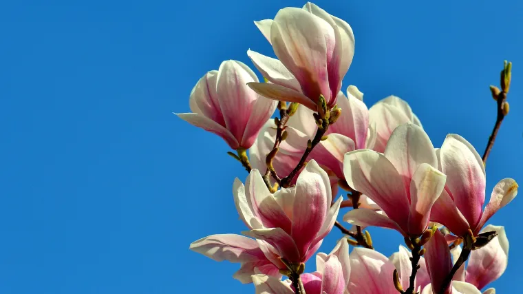 Koje drvo posaditi ispred kuće: najljepše vrste ukrasnog drveća