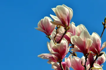 Koje drvo posaditi ispred kuće: najljepše vrste ukrasnog drveća