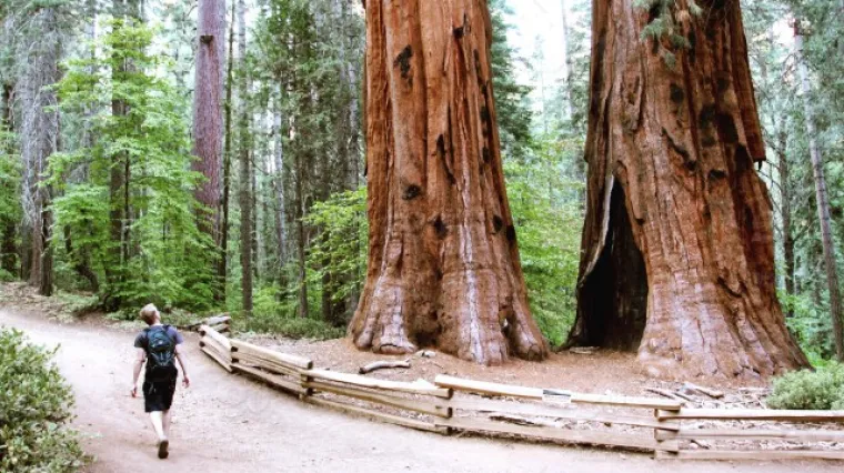 Sekvoja drvo - najveće i najstarije stablo na svijetu