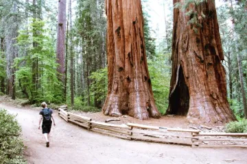 Sekvoja drvo - najveće i najstarije stablo na svijetu