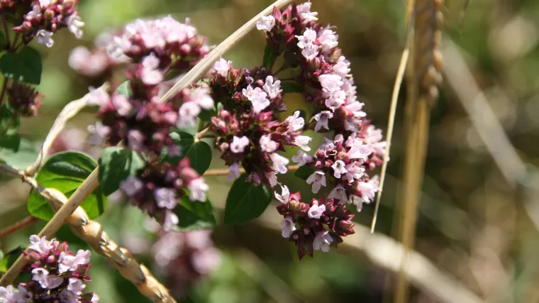 Cvjetni grmovi: najljepše vrste ukrasnih grmova
