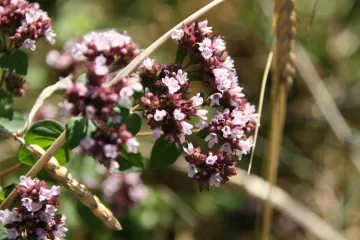 Cvjetni grmovi: najljepše vrste ukrasnih grmova