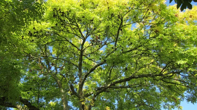 Kuglasti jasen: ukrasno drvo za uzgoj u vrtu