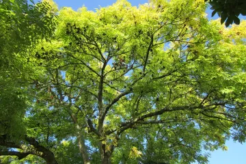 Kuglasti jasen: ukrasno drvo za uzgoj u vrtu