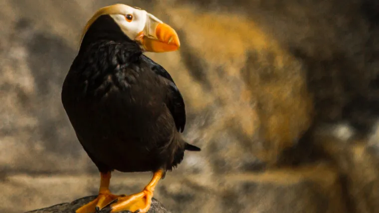 Morski papagaj - drastičan pad populacije