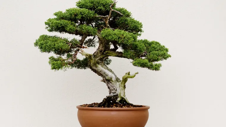Bonsai bor - spoj hortikulture i umjetnosti