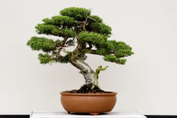 Bonsai bor - spoj hortikulture i umjetnosti