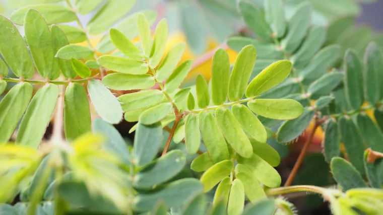 Mimosa pudica uzgoj - kako uzgojiti 'sramežljivi cvijet'