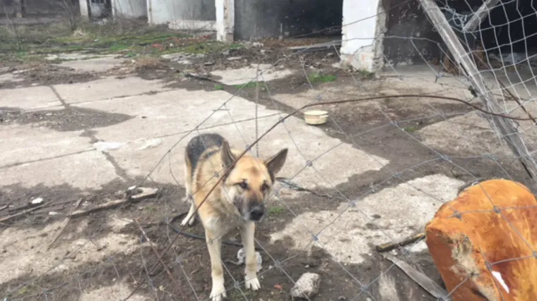 'Komunalci' u ovo dvori&scaron;te ne ulaze: pas na lancu bez hrane i vode, na prijave o zlostavljanju - Brod se oglu&scaron;io