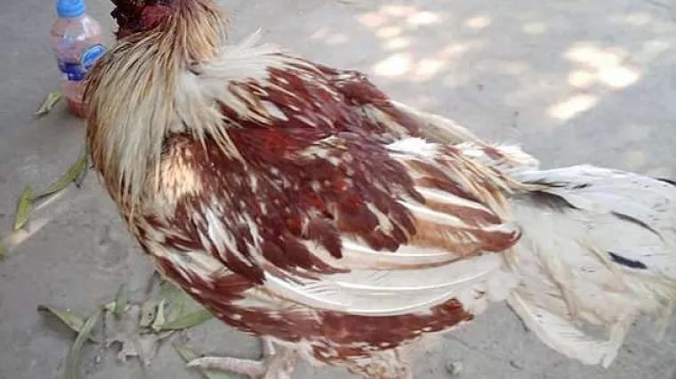 'Ona je pravi borac'