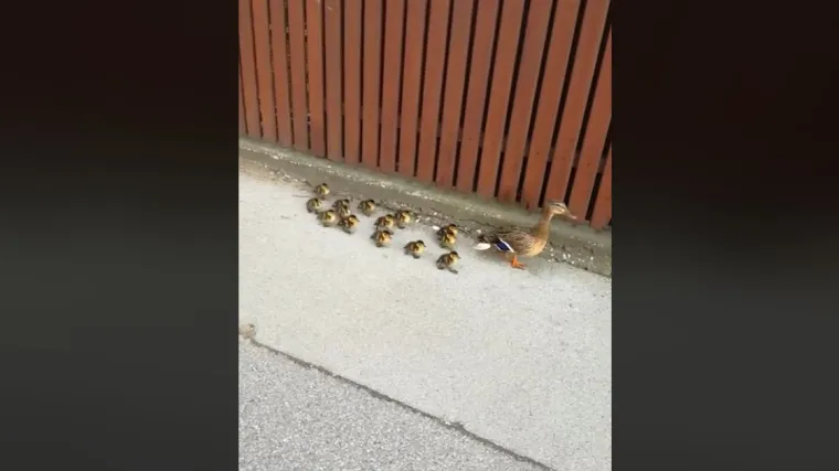 Uljep&scaron;ajte si dan: kad već ljudi ne mogu biti kulturni, evo pozdrava od dobro odgojenih pačića sa zagrebačke Kusto&scaron;ije