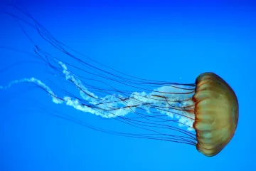 Meduze u Jadranu: ovo su meduze koje žive u Jadranskom moru