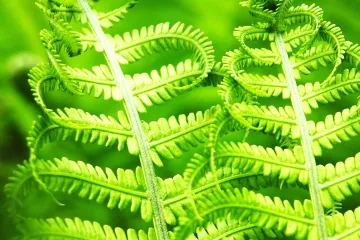 Bostonska paprat osvježava zrak u vašem domu