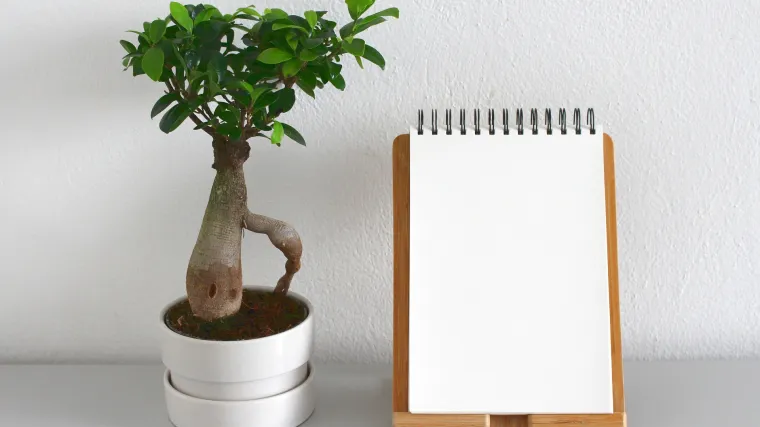 Bonsai hrast- najveće remek djelo među bonsai drvcima