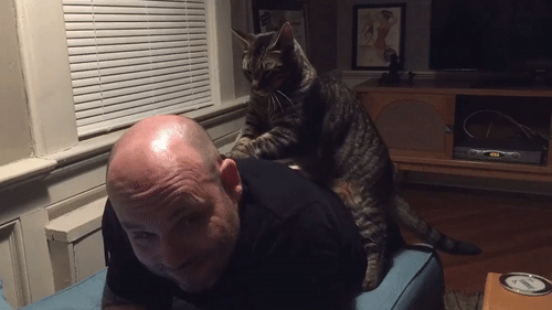 Mačke su ipak korisne za ne&scaron;to?