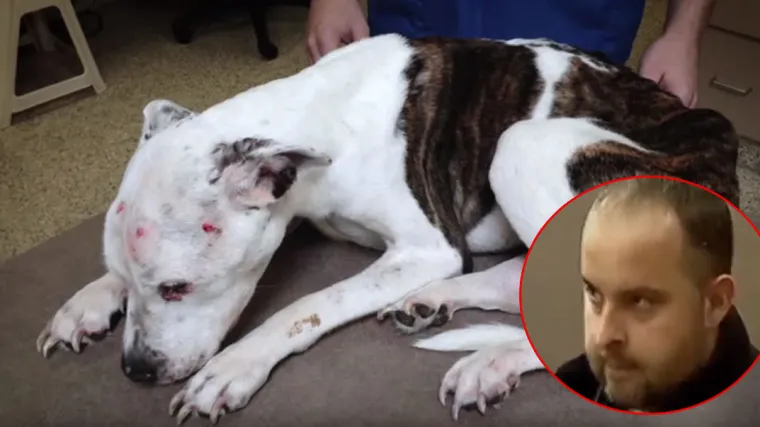 Mu&scaron;karac u SAD-u dobio 10 godina zatvora zbog brutalnog premlaćivanja psa: kod nas bi vjerojatno dobio lizalicu