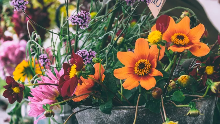 Vanjsko cvijeće za hlad - koje cvijeće možete uzgojiti i u hladu?