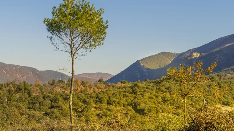 Bor krivulj - bor koji sprječava eroziju tla